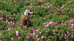 برداشت گل محمدی در گرمسار؛ فرصتی اقتصادی برای کشاورزان  
